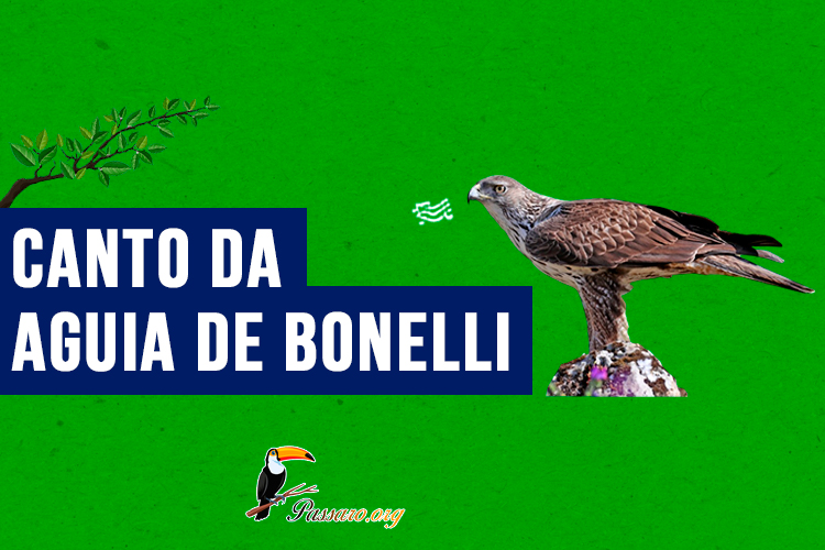 canto da aguia de bonelli