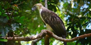 canto da aguia filipina