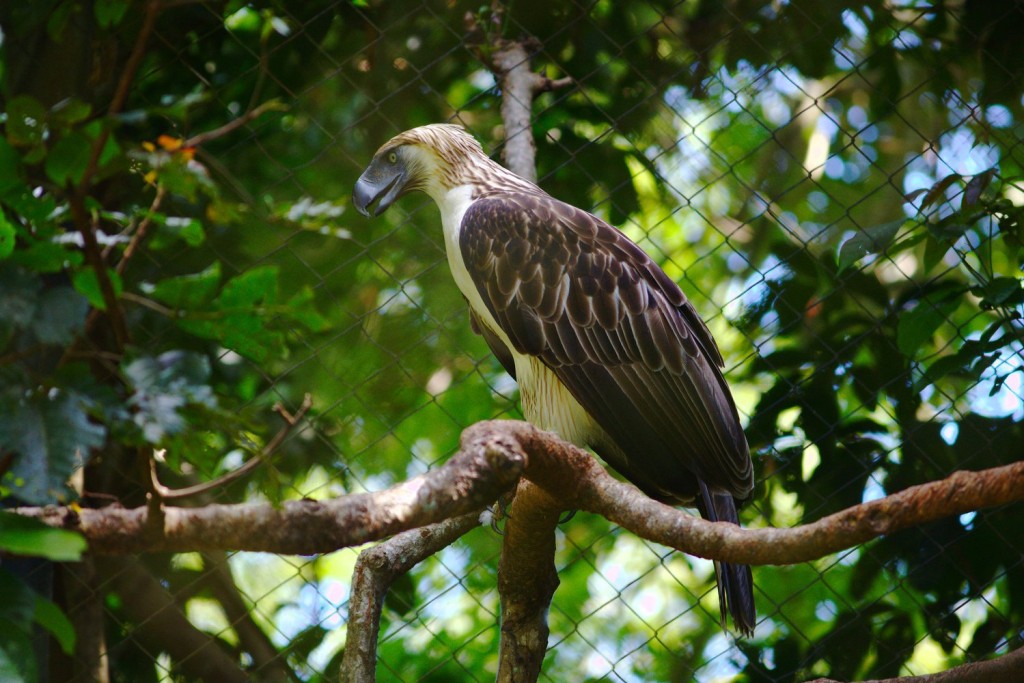 canto da aguia filipina