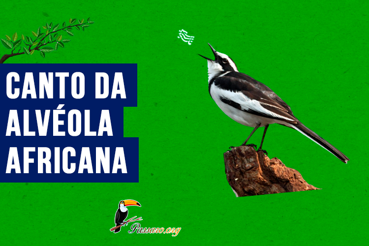 canto da alveola africana