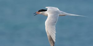 canto da andorinha-do-mar-rosea