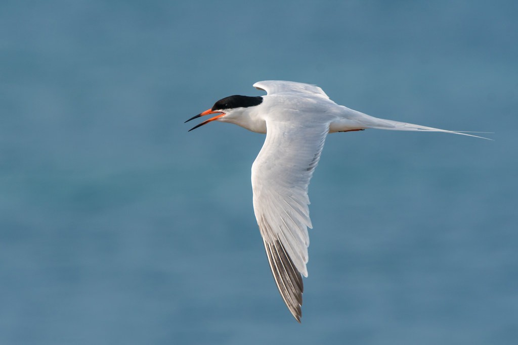 canto da andorinha-do-mar-rosea