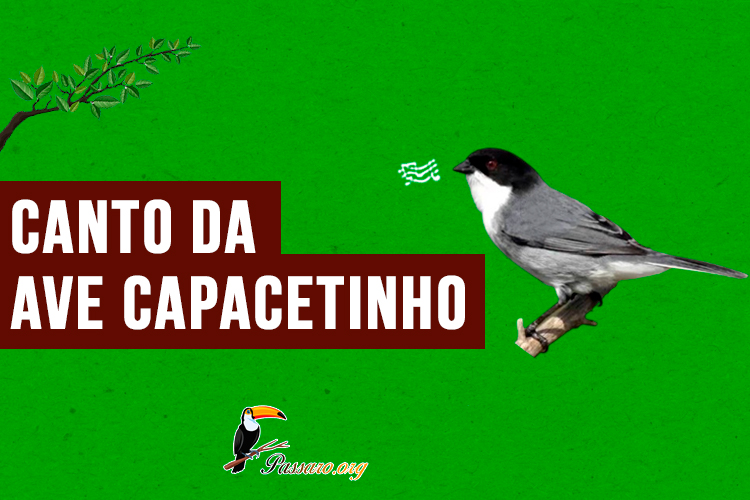 canto da ave capacetinho