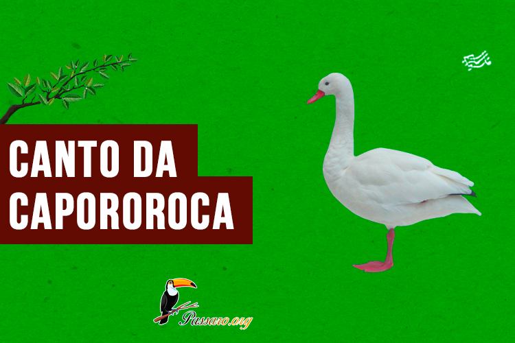 canto da capororoca