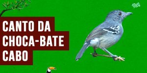 canto da choca-bate-cabo