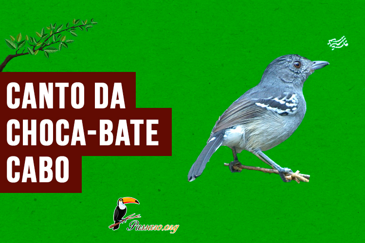 canto da choca-bate-cabo