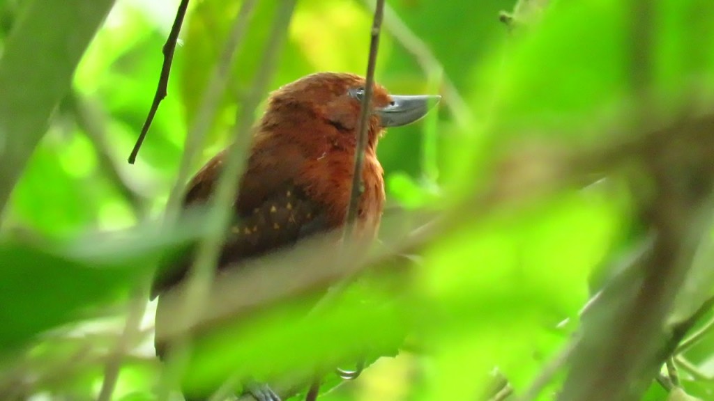 canto da choca-de-garganta-preta