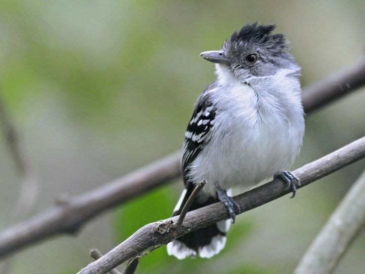 canto da choca-de-roraima