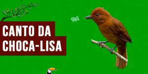 canto da choca-lisa