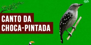 canto da choca-pintada