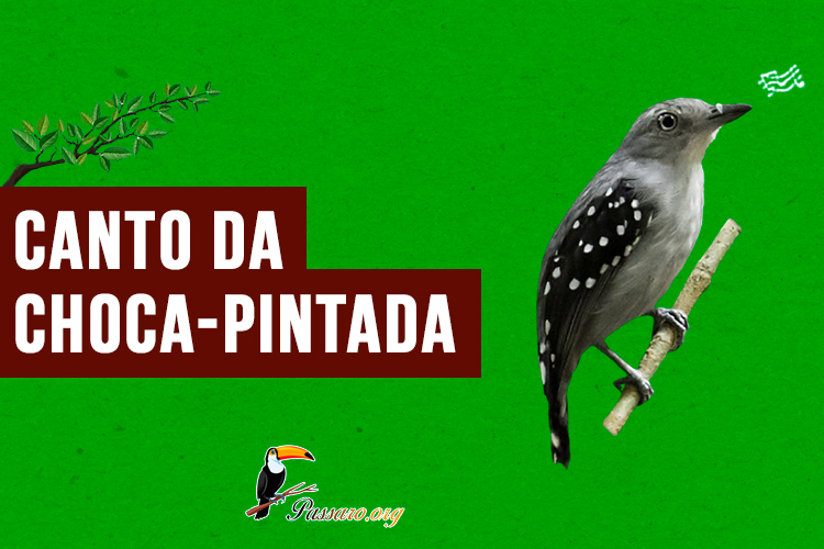 canto da choca-pintada