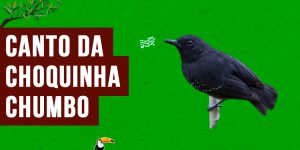 canto da choquinha-chumbo