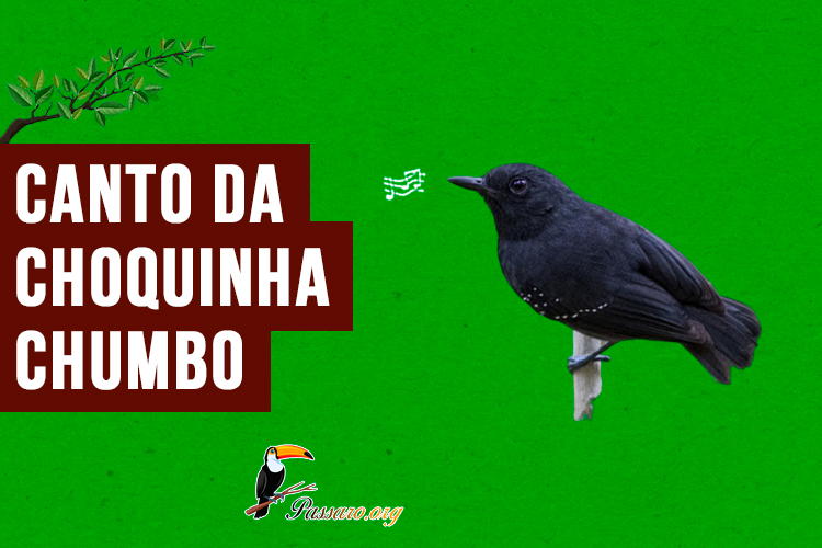 canto da choquinha-chumbo