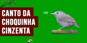 canto da choquinha-cinzenta