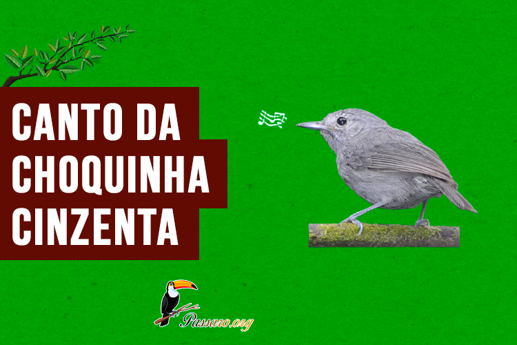 canto da choquinha-cinzenta