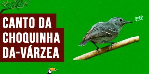 canto da choquinha-da-varzea