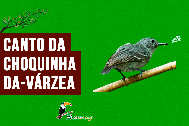 canto da choquinha-da-varzea