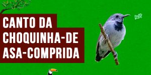 canto da choquinha-de-asa-comprida