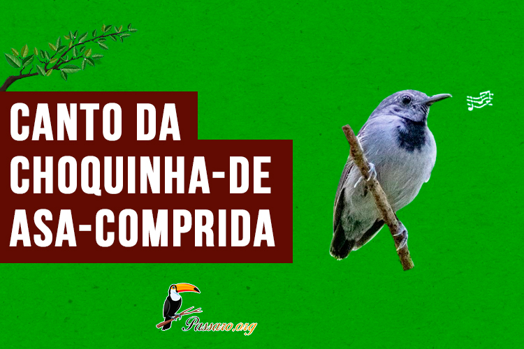 canto da choquinha-de-asa-comprida