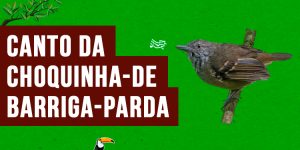 canto da choquinha-de-barriga-parda