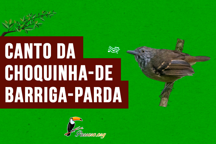 canto da choquinha-de-barriga-parda