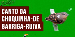 canto da choquinha-de-barriga-ruiva