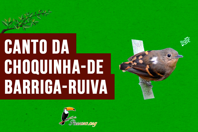 canto da choquinha-de-barriga-ruiva