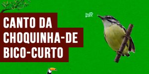 canto da choquinha-de-bico-curto