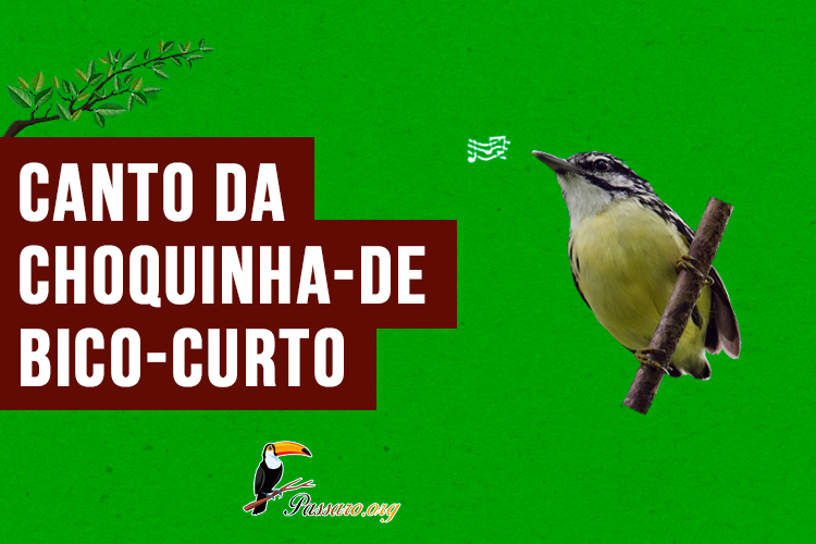 canto da choquinha-de-bico-curto