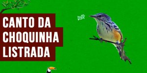 canto da choquinha-listrada