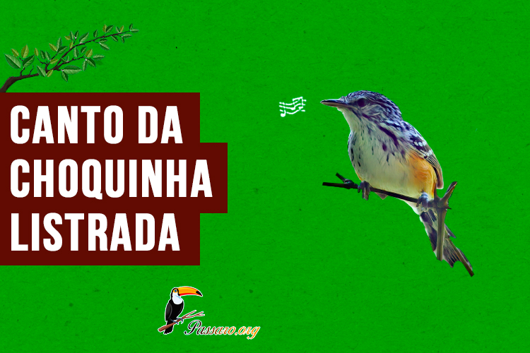 canto da choquinha-listrada