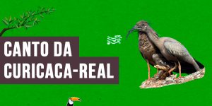 canto da curicaca-real