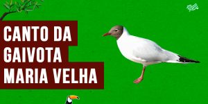 canto da gaivota-maria-velha