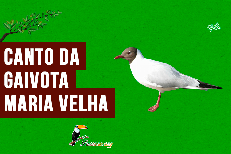 canto da gaivota-maria-velha