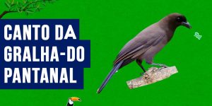 canto da gralha-do-pantanal