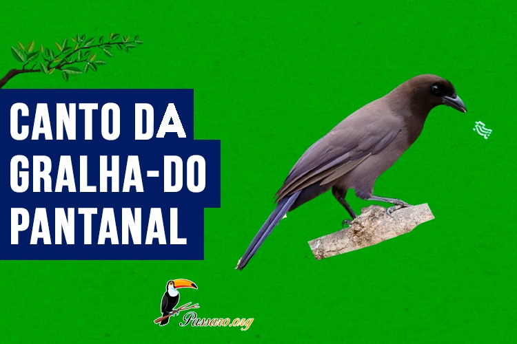 canto da gralha-do-pantanal