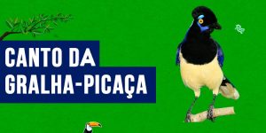 canto da gralha-picaca