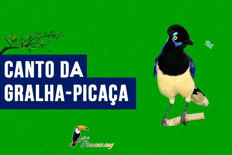 canto da gralha-picaca