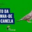 canto da rolinha-de-asa-canela