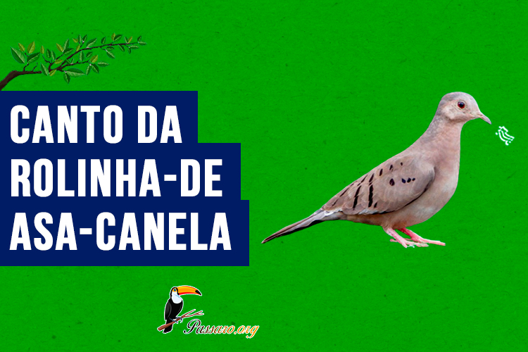 canto da rolinha-de-asa-canela