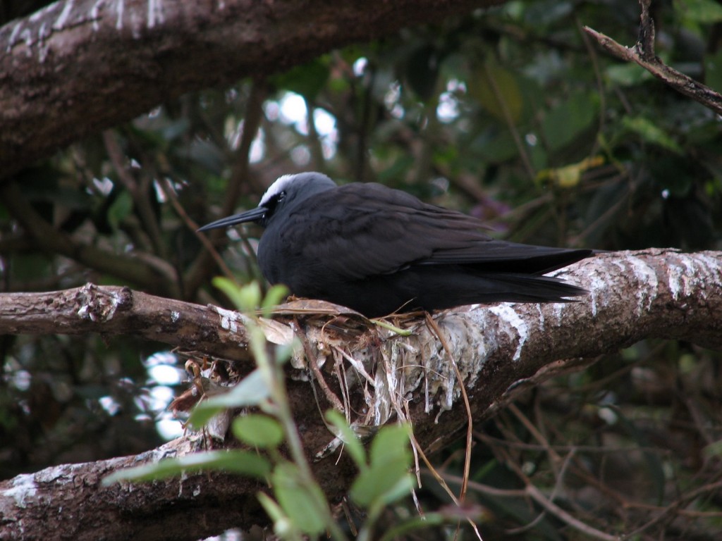 canto da trinta-reis-preto