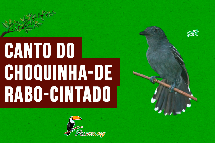 canto do Choquinha-de-rabo-cintado