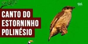 canto do Estorninho-polinésio