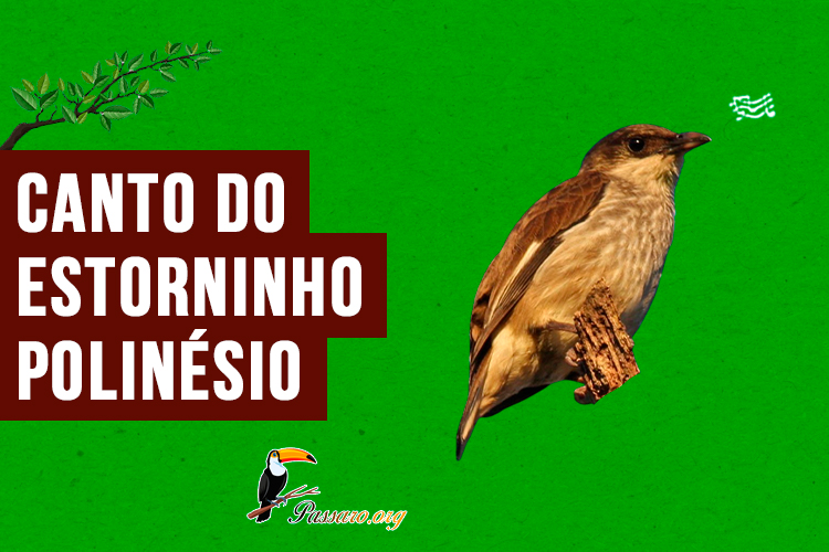 canto do Estorninho-polinésio