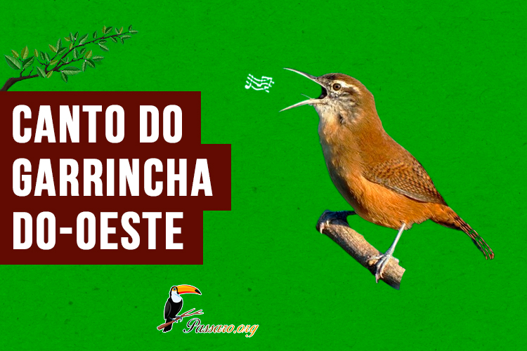 canto do Garrincha-do-oeste