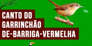 canto do Garrinchão-de-barriga-vermelha