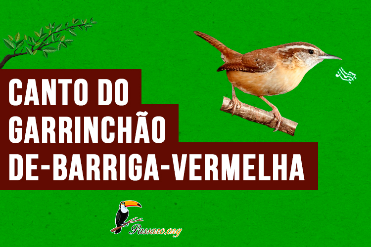 canto do Garrinchão-de-barriga-vermelha