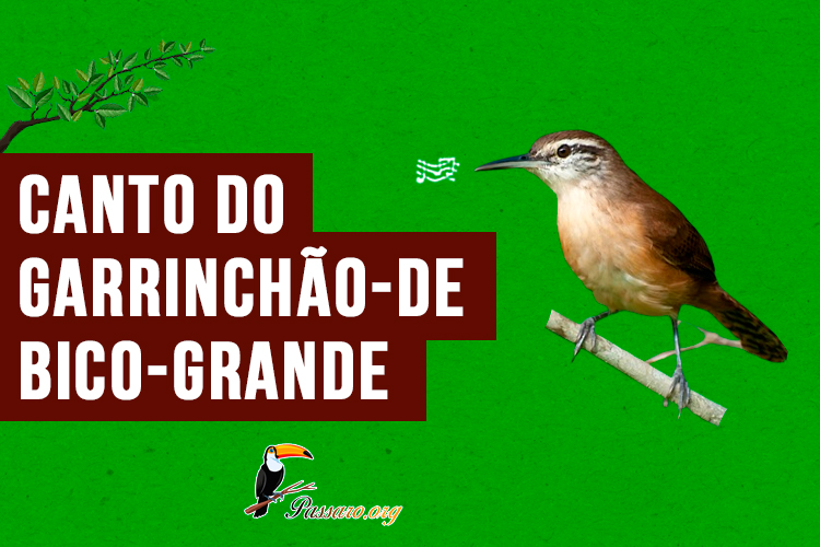 canto do Garrinchão-de-bico-grande