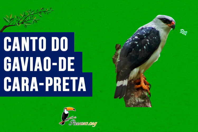 canto do Gaviao-de-cara-preta