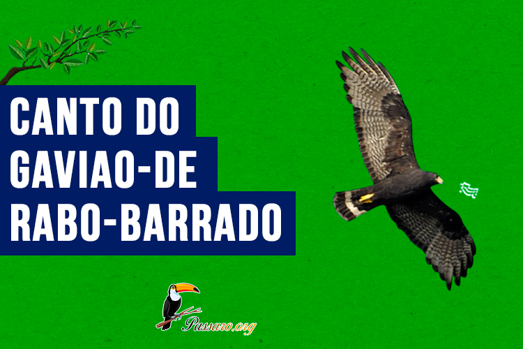 canto do Gaviao-de-rabo-barrado